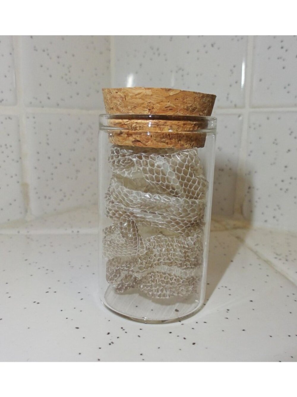 Snake Skin Small Oddity Jar curiosity nature cloche retile shed goth gothic